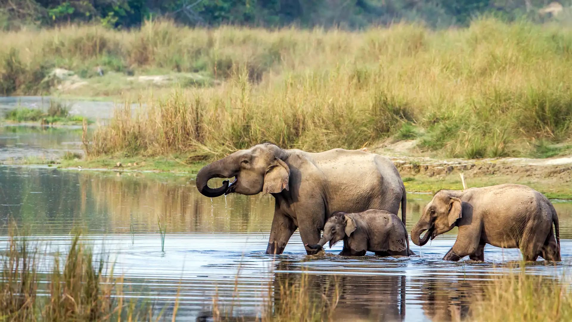 Chitwan Jungle Safari 1